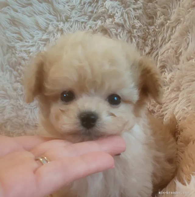 ID：1912-01501の子犬