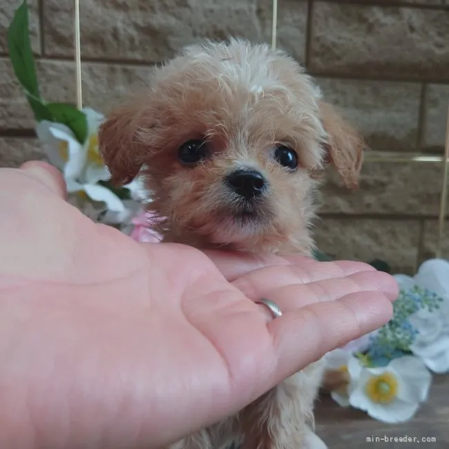 ID:2106-03485の子犬