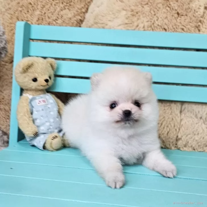 ID:2411-01053の子犬