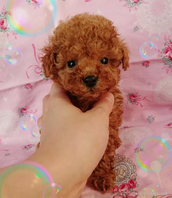 ID：1701-02208の子犬