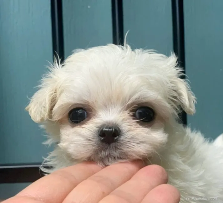 ID：2004-03049の子犬