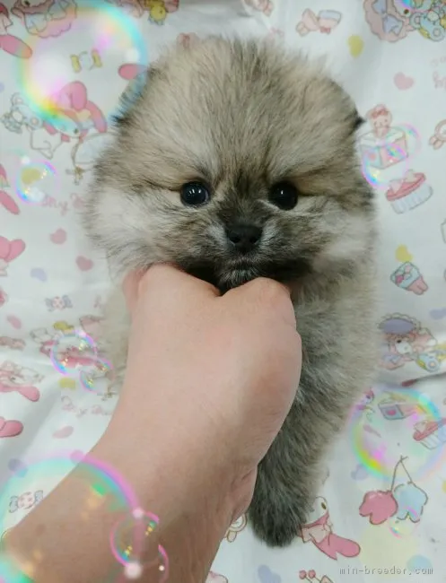 ID：1704-00234の子犬