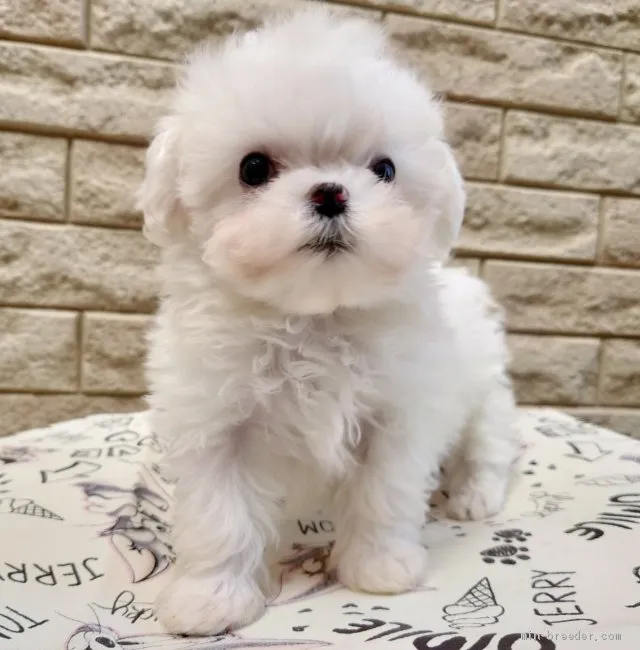 ID：2104-01454の子犬