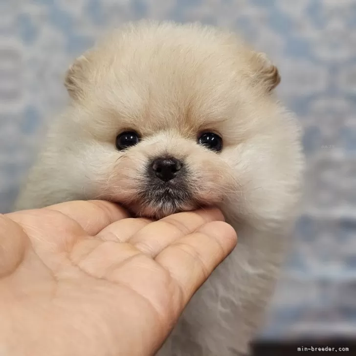 ムー 様のお迎えした子犬