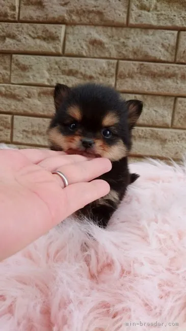 ID:1604-01325の子犬
