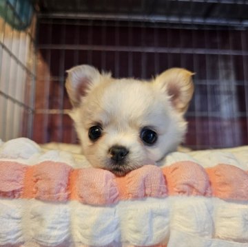 チワワ(ロング)【埼玉県・女の子・2024年6月30日・クリーム】の写真「この可愛さは罪だぁ！と思います」