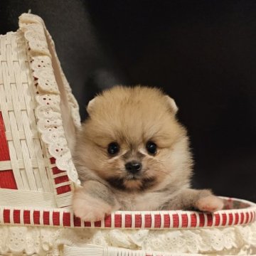 ポメラニアン【埼玉県・男の子・2024年5月8日・クリームセーブル】の写真「もふもふの可愛い子になりそうです。」