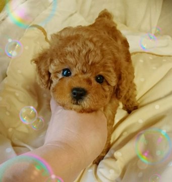 トイプードル(タイニー)【埼玉県・女の子・2017年5月5日・アプリコット】の写真「お顔のかわいい私です。」