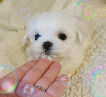 マルチーズ【埼玉県・男の子・2017年5月5日・ホワイト】の写真「とぉ～っても小粒でお顔の可愛い子が生まれました。」