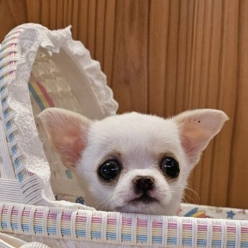 チワワ(スムース)【埼玉県・女の子・2024年5月11日・クリーム】の写真「この可愛さは罪だぁ！と思います」