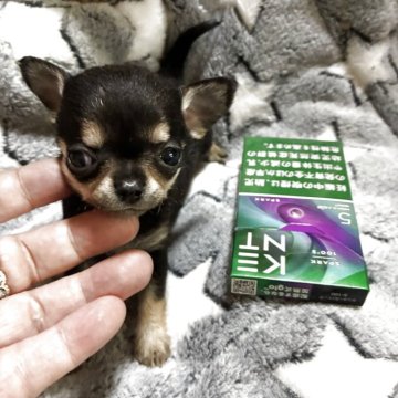 チワワ(スムース)【北海道・女の子・2025年9月2日・ブラックタン】の写真「とってもチビチビなお姫様」