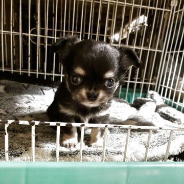 チワワ(ロング)【北海道・女の子・2025年9月12日・ブラックタン】の写真「おっとりした可愛い子」