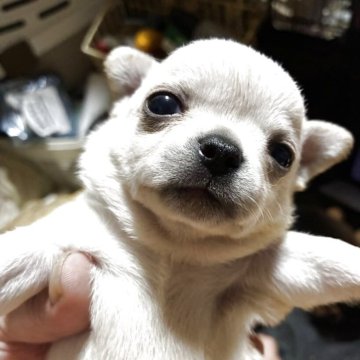 チワワ(スムース)【北海道・男の子・2025年9月2日・イエロー】の写真「人懐っこい王子さま」