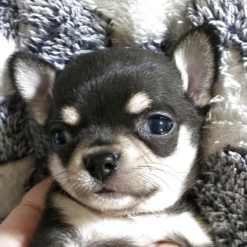 チワワ(スムース)【北海道・女の子・2025年3月18日・ブラッククリーム】の写真「チビのプリンセス、優良血統」