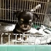 チワワ(ロング)