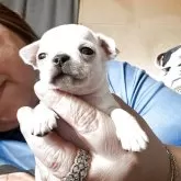 チワワ(スムース)【北海道・男の子・2025年11月1日・ホワイト】の写真5