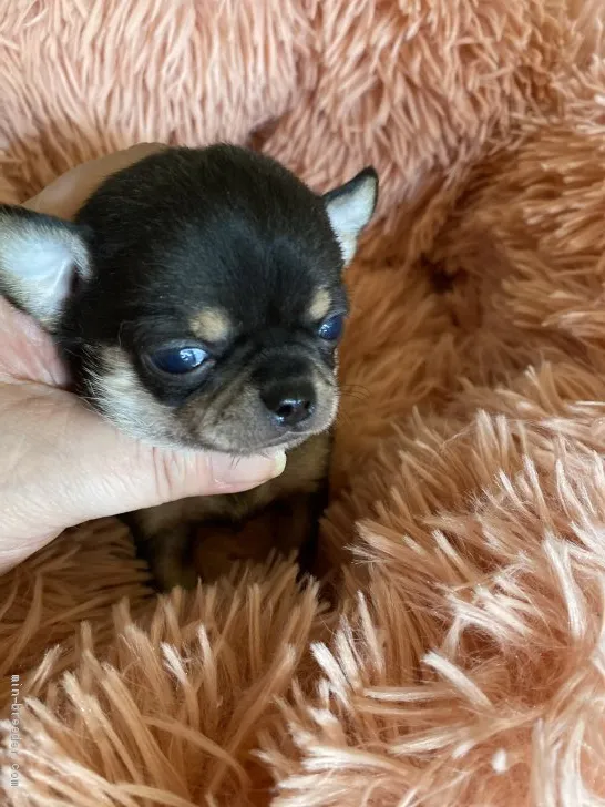 まりぷるぽん 様のお迎えした子犬