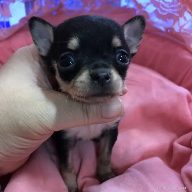 POPO 様のお迎えした子犬