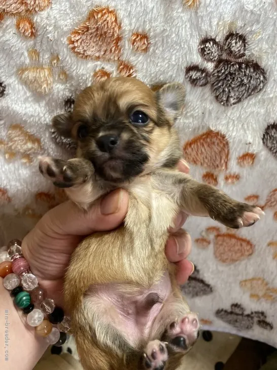 ID:2012-00792の子犬