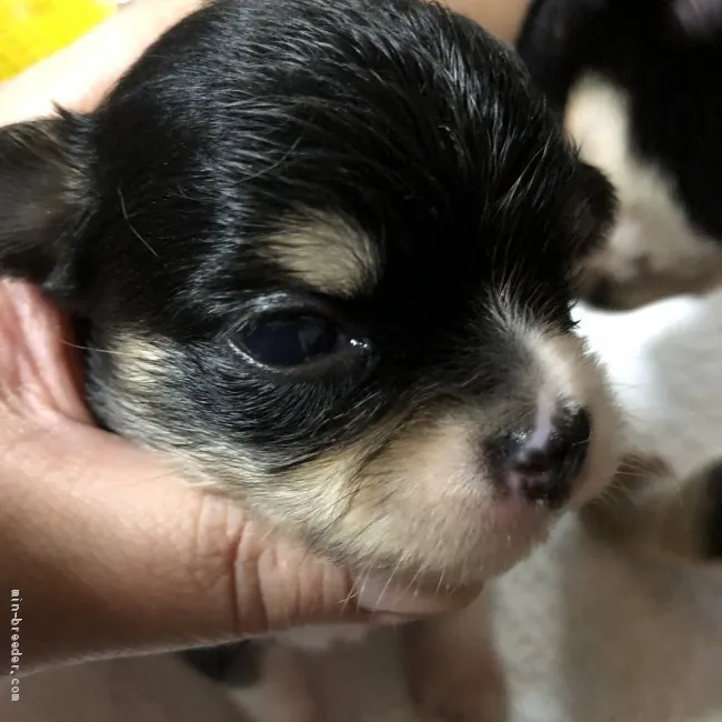 もち 様のお迎えした子犬