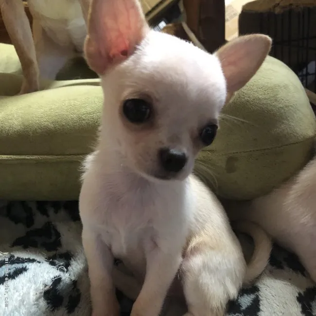 ワワチ 様のお迎えした子犬