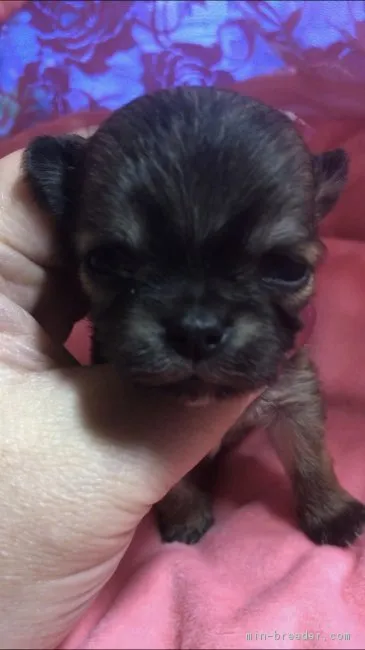 ID:1903-02417の子犬