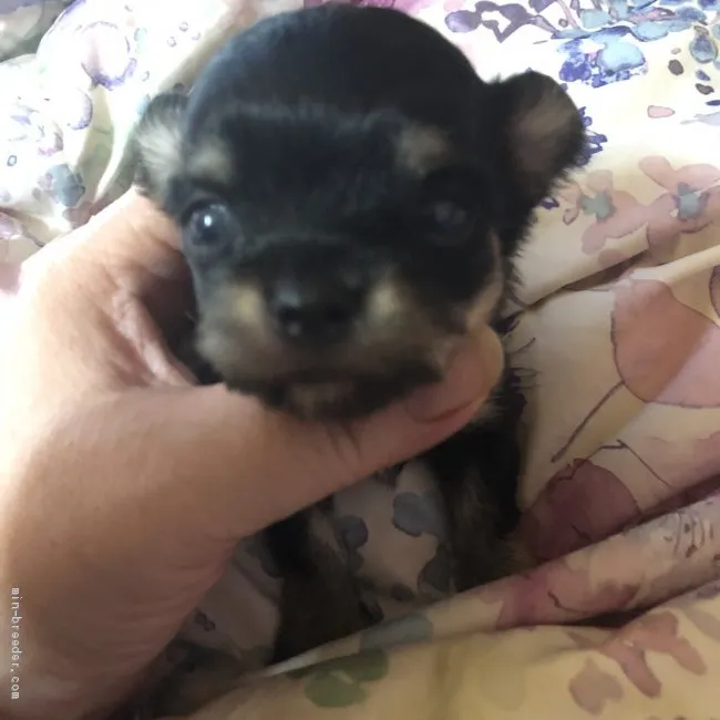 ID:2010-01522の子犬