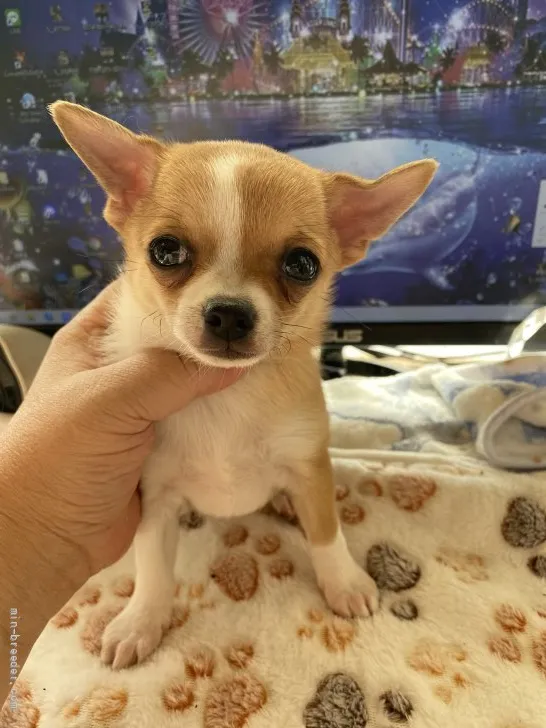 ID:2112-00653の子犬