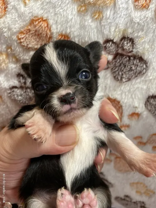 ID:2012-00791の子犬