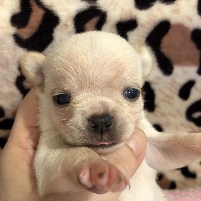 ID:2007-02975の子犬