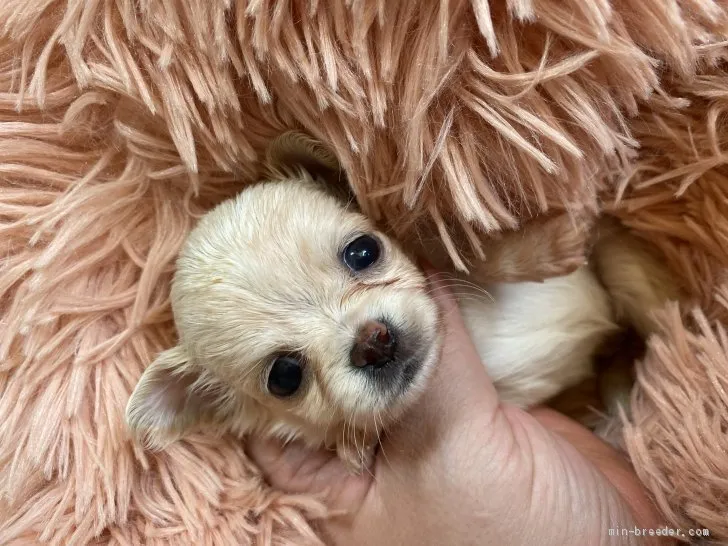 ID:2101-02861の子犬