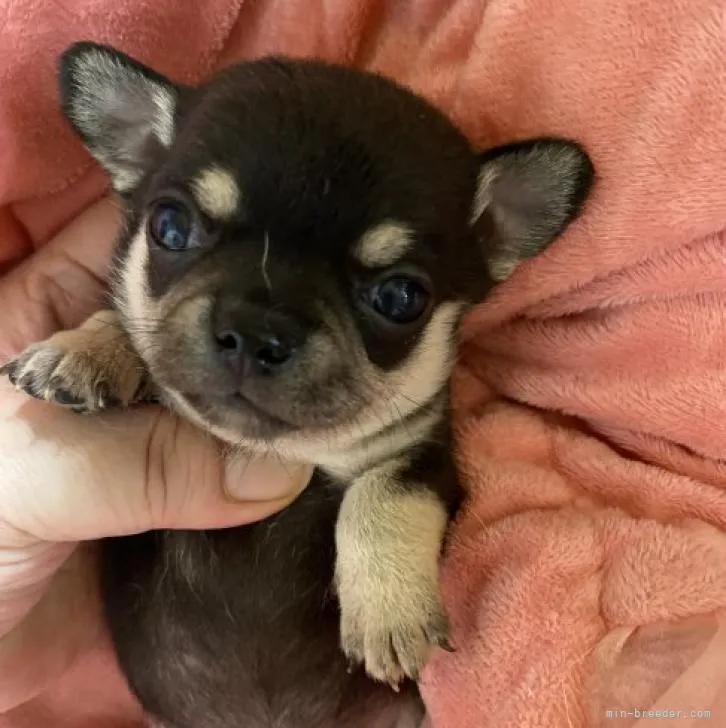 ID:2209-03628の子犬