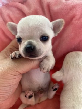 チワワ(スムース)【北海道・女の子・2022年1月11日・ホワイトクリーム】の写真「お目めくりくりパパ🐶似の可愛い姫ちゃん」