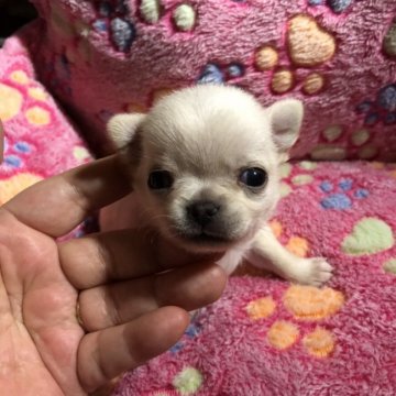 チワワ(ロング)【北海道・男の子・2018年11月30日・ホワイトクリーム】の写真「たれ目で小ぶりのおっとり君です。」