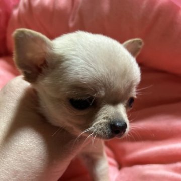 チワワ(スムース)【北海道・男の子・2023年10月5日・クリーム】の写真「パパ🇯🇵CH、ママ🇺🇸CHの直子」