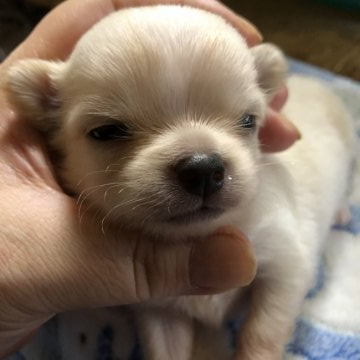 チワワ(ロング)【北海道・男の子・2020年7月25日・ホワイトクリーム】の写真「ちっちゃな王子様」