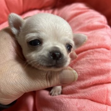 チワワ(スムース)【北海道・女の子・2023年9月10日・ホワイト系】の写真「兄妹の中で1番小ぶりなプリンセス👸」