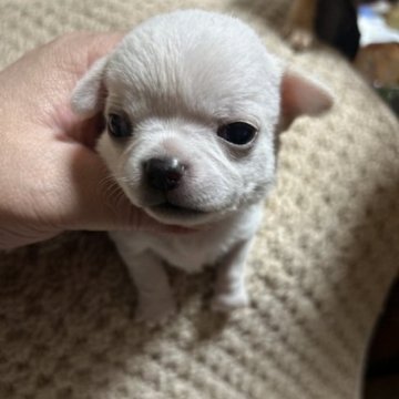 チワワ(スムース)【北海道・男の子・2023年6月8日・ホワイトクリーム】の写真「ホワイト系の綺麗な王子さま」