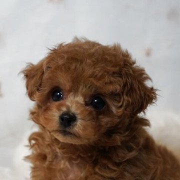 タイニープードル【兵庫県・男の子・2025年8月17日・レッド】の写真「ꕤ︎︎小顔のイケメンくんꕤ︎︎」