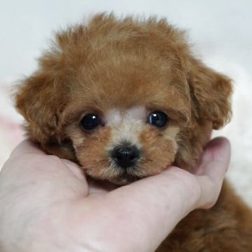 トイプードル(ティーカップ)【兵庫県・男の子・2025年7月23日・レッド】の写真「⟡.·*.小さなお顔の可愛い男の子⟡.·*.」