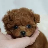 タイニープードル