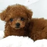 ティーカッププードル