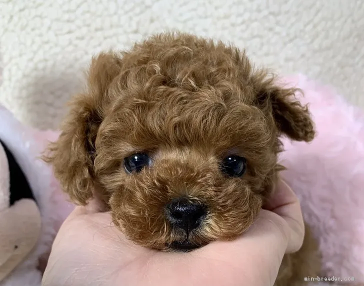ID：2104-02987の子犬