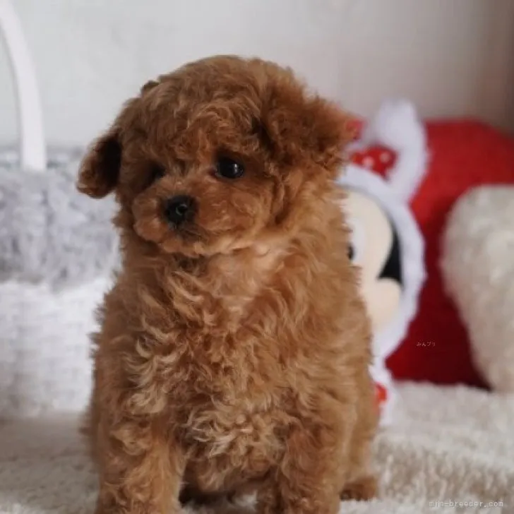ID:2311-03492の子犬