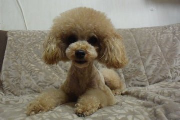 トイプードルの交配犬検索 全171件 81 ～ 100件目を表示