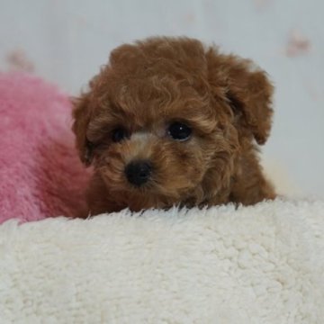 トイプードル(タイニー)【兵庫県・男の子・2024年6月2日・アプリコット】の写真「♡小顔で元気な男の子♡」