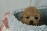 ティーカッププードル【兵庫県・男の子・2023年7月27日・アプリコット】の写真4
