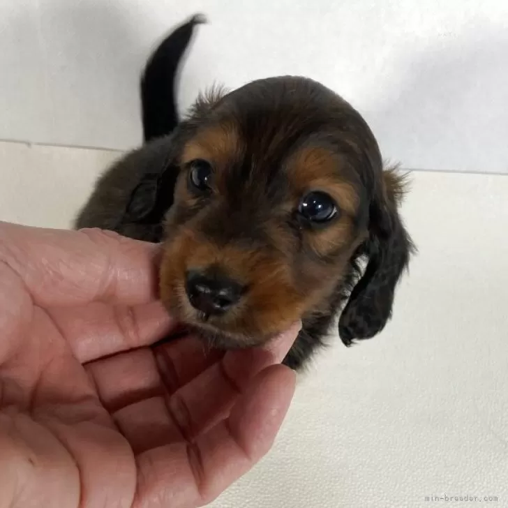 Y.S 様のお迎えした子犬