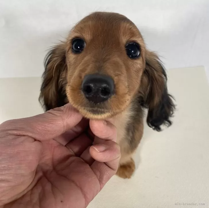 S.M 様のお迎えした子犬