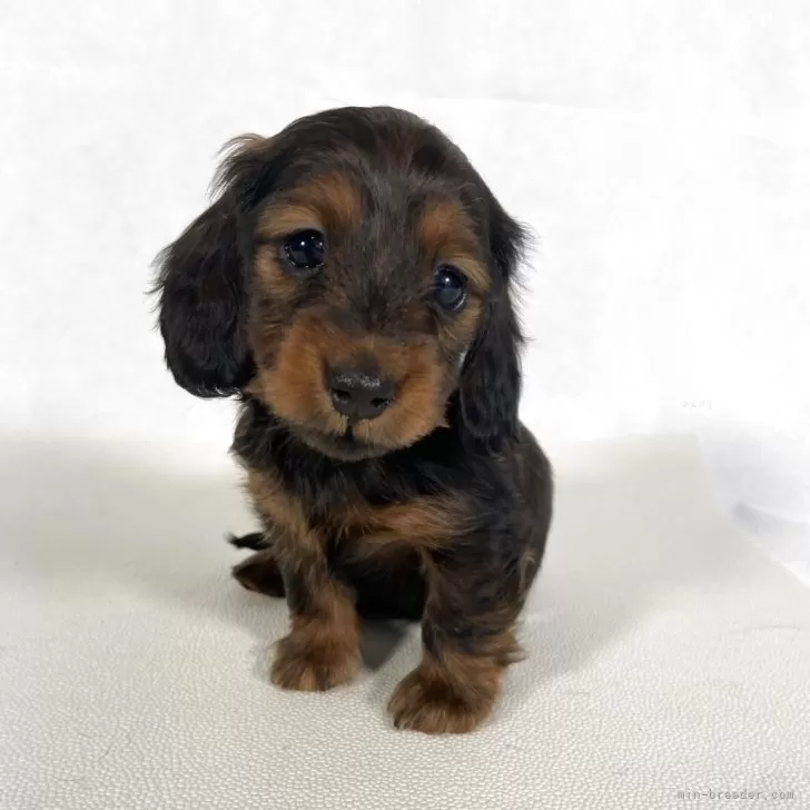 ID:2504-02535の子犬
